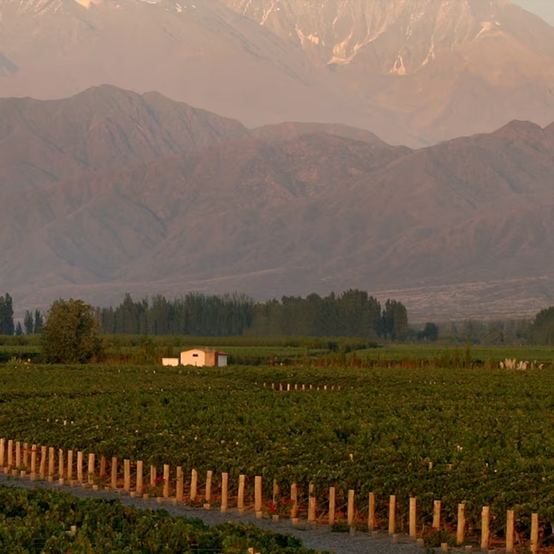 rutas de vino mendoza, bodegas de vino