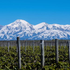 rutas de vino mendoza, bodegas de vino