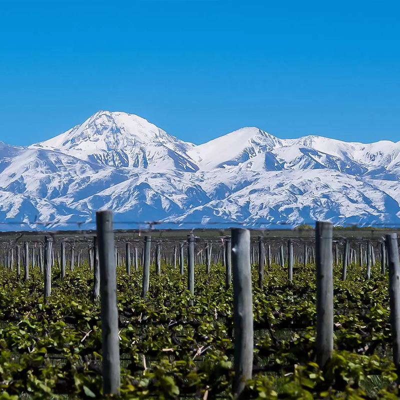 rutas de vino mendoza, bodegas de vino