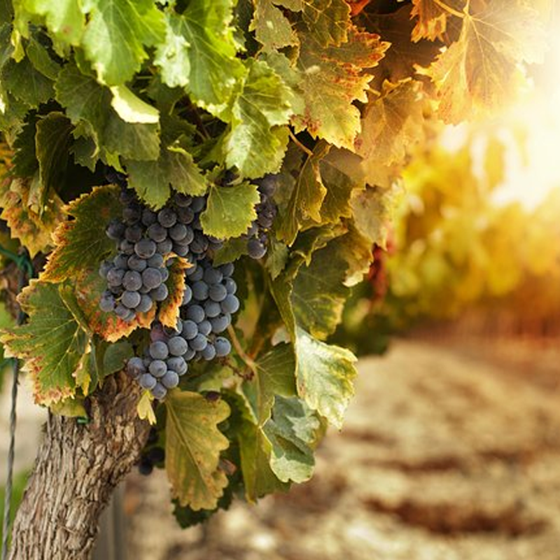 rutas de vino mendoza, bodegas de vino