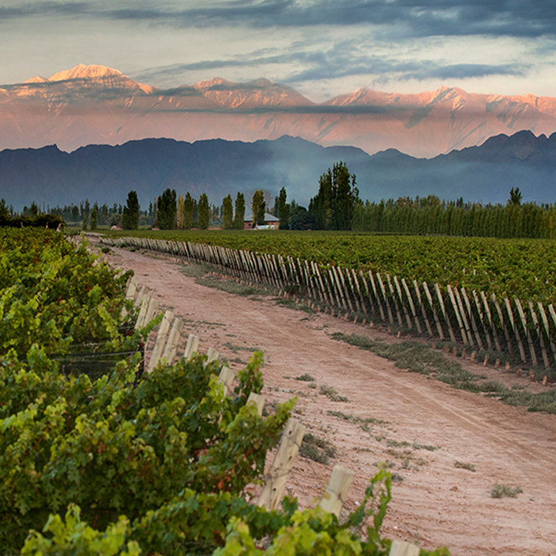 rutas de vino mendoza, bodegas de vino
