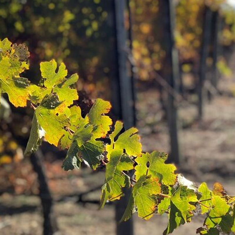 rutas de vino mendoza, bodegas de vino