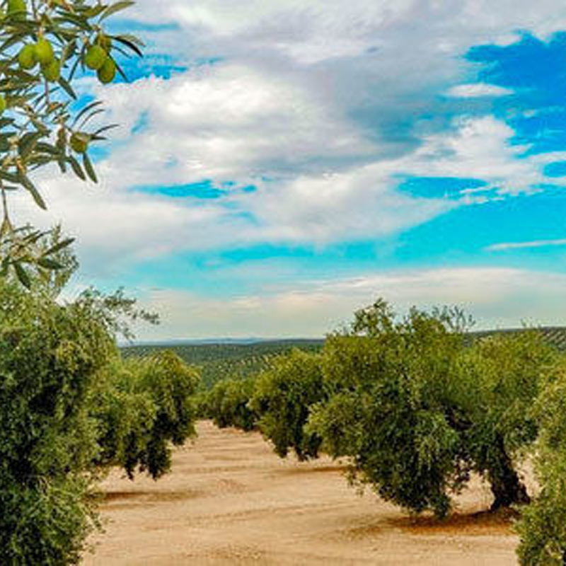 rutas de vino mendoza, bodegas de vino