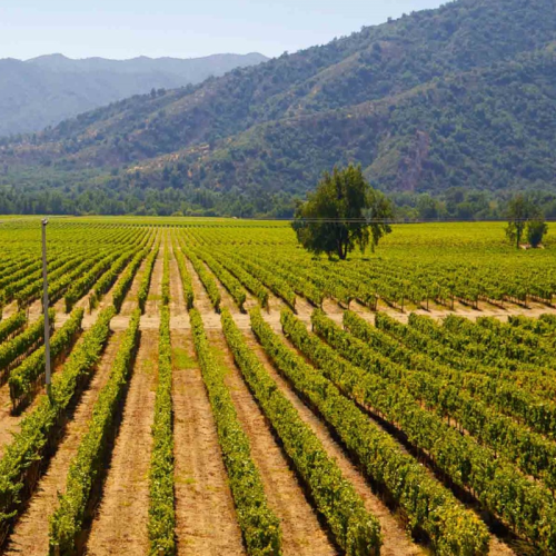 rutas de vino mendoza, bodegas de vino